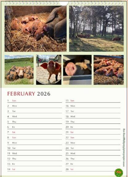 Oxford Sandy and Black Pig Foundation Charity Calendar 2026 (A3) - Image 2
