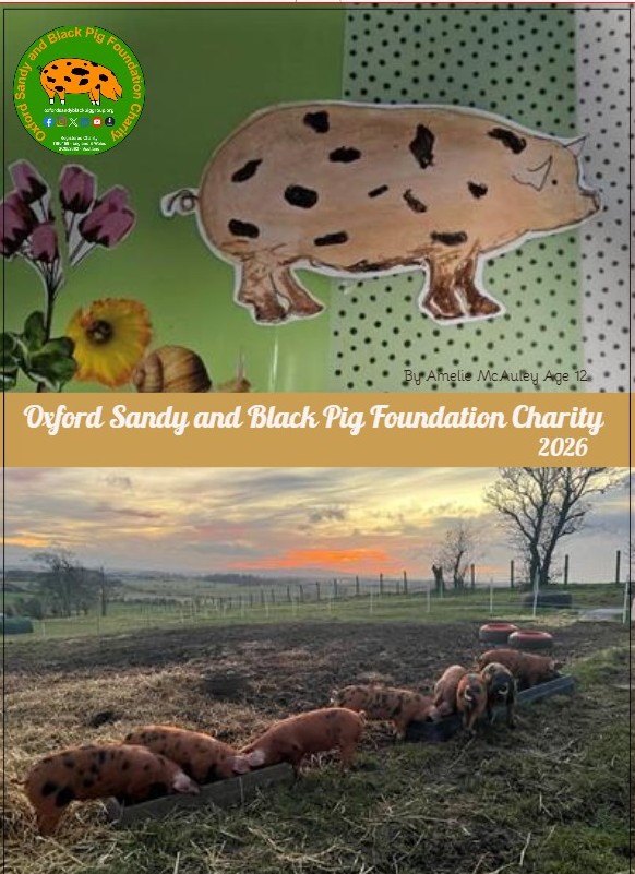 Oxford Sandy and Black Pig Foundation Charity Calendar 2026 (A3)