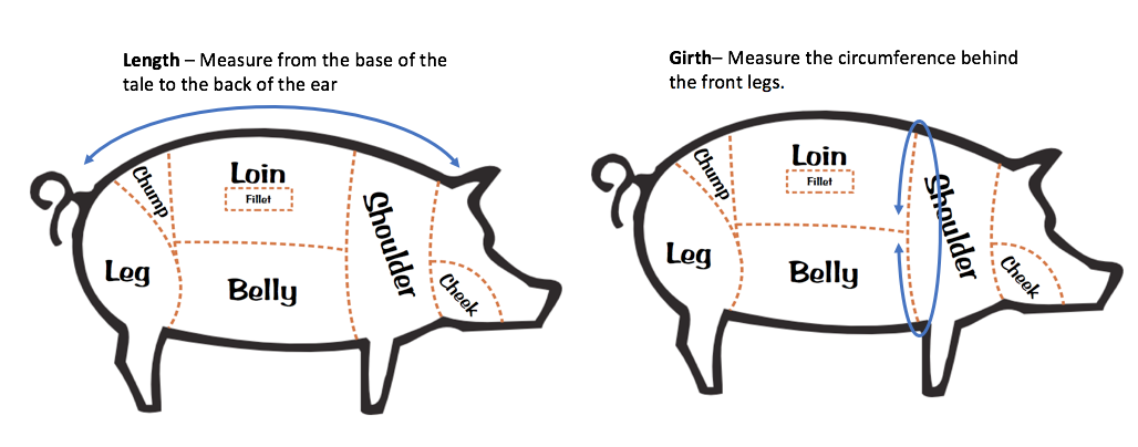 Mini Pig Weight Chart