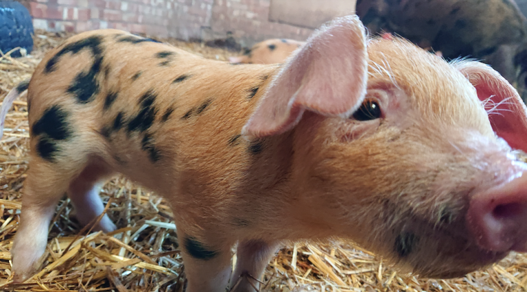 Screenshot 2022 01 10 at 18.09.09 768x426