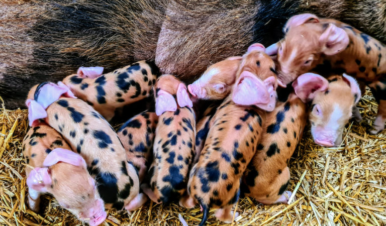 Screenshot 2022 01 10 at 18.11.47 768x450