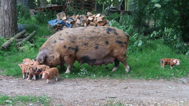 Gerty and piglets 768x431