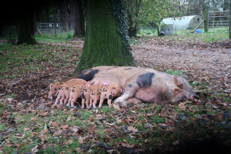 Imo and piglets 768x512