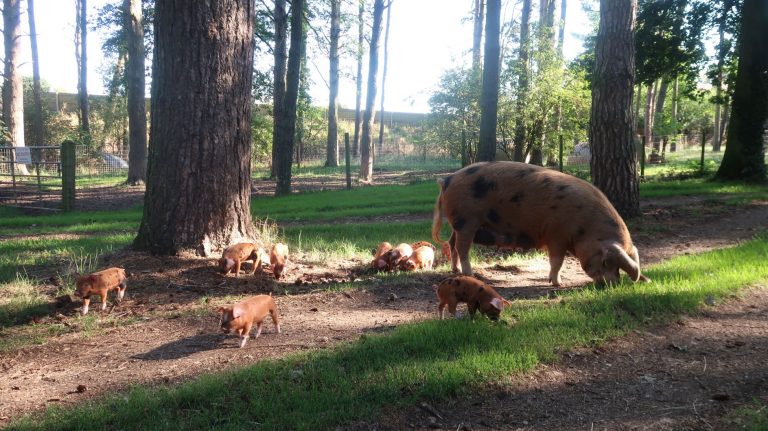 Mabel and piglets 768x431