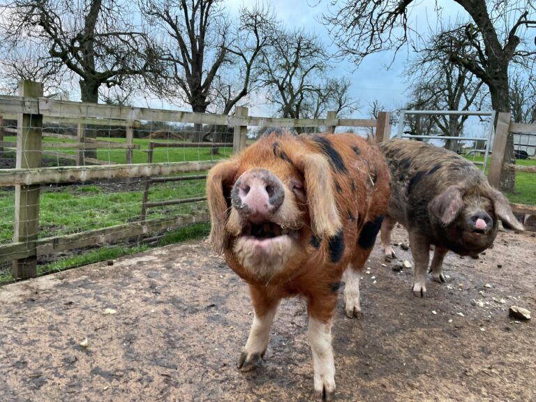 300123081 622380629273140 8096307691118067118 n 1 768x576