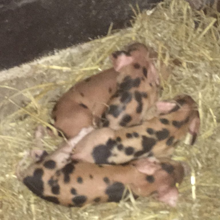 Rumpy7 July 17th 768x768