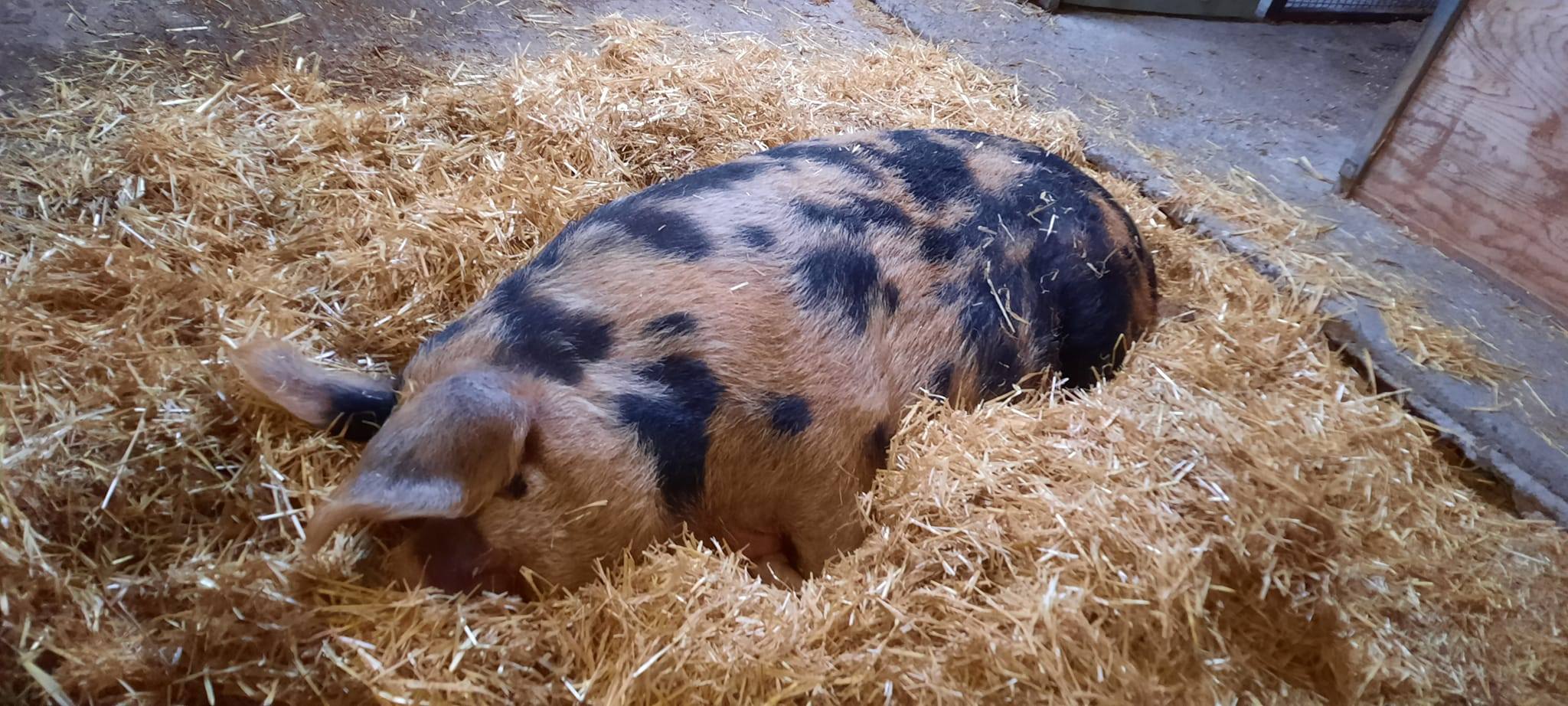 PIGS COPING WITH THE COLD part 1 Oxford Sandy and Black Pig