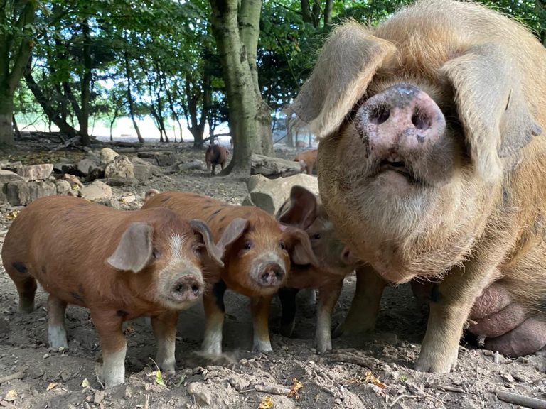 A7948561 B591 462A BD72 F3D609D154B0 768x576