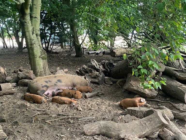 D32A1C51 77D2 41FB A742 F54074D6CEF2 768x576