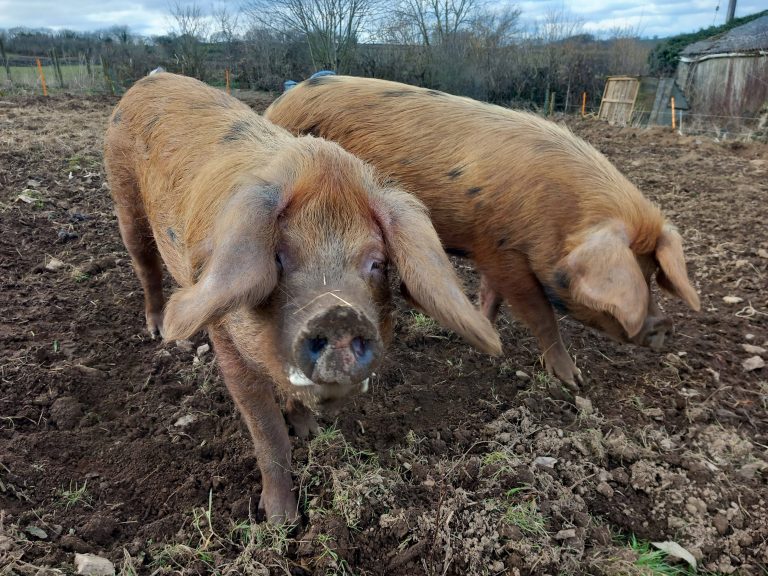 Princess Queenie 768x576