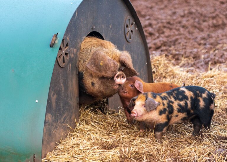 047bd009 ecc5 40f9 8e3d 1dab9b14d320 768x549