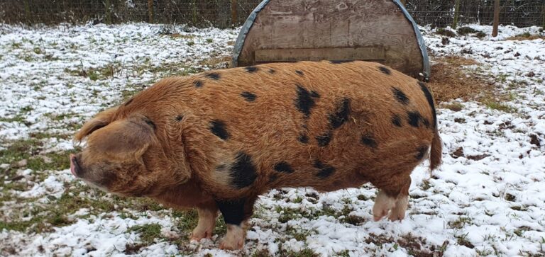 IMG 20240126 WA0000 768x363