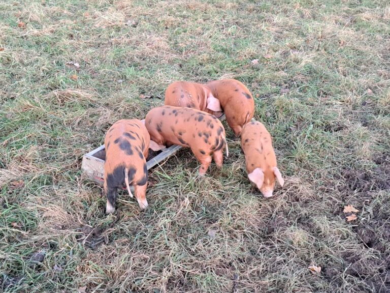 signal 2023 12 15 173623 002 768x576