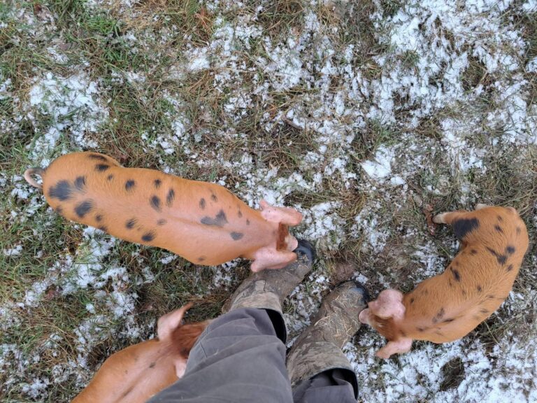 signal 2023 12 15 173654 002 768x576