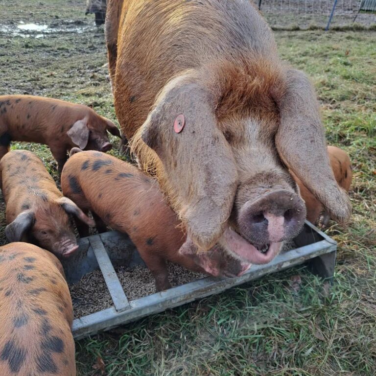 signal 2023 12 15 173757 002 768x768