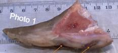Photo 1 showing: Overgrown claw highlighting defects whereby infection can harbour

