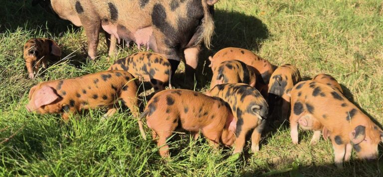 460546346 8084638501591890 144651877002970030 n 768x355