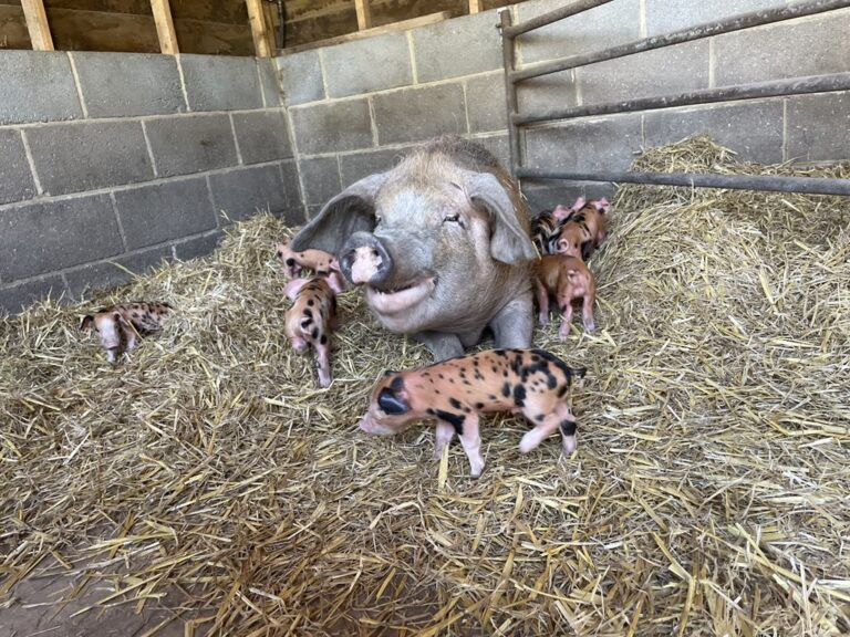 att.BQfdz0yoZERD1oRZNr4iZZFGfrvQV4Qq8 5csmfYTGA 768x576