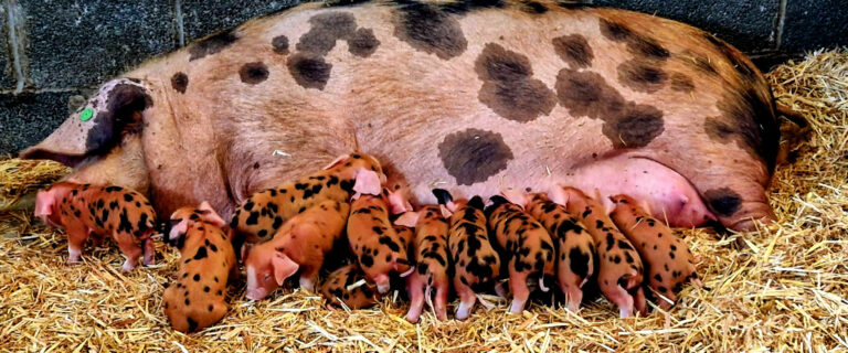 podbean Cover Main 768x320