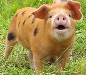 piglet 05 300x260