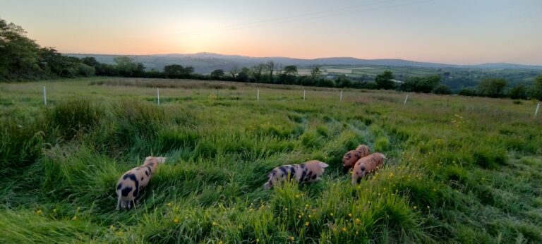 preseli hills pigs 768x346