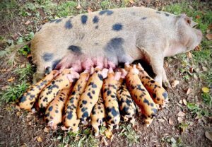 Pancake and Litter 300x208