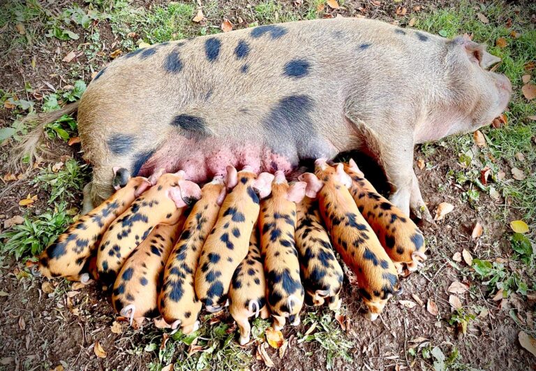 Pancake and Litter 768x531