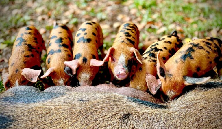 TDM OSB Litter 1 768x449