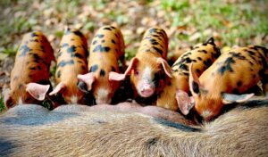 TDM OSB Litter 300x176